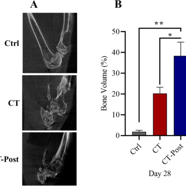 Chitosan Scaffold Containing Periostin Can Accelerate Bone Defect Regeneration in Non-Weight-Bearing Conditions